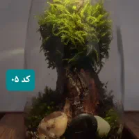 تراریوم (باغ شیشه‌ای) یک هدیه خاص و زیبا|گل و گیاه طبیعی|قم, نیروگاه|دیوار