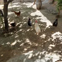 فروش مرغ و خروس