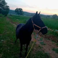 نریان|اسب و تجهیزات اسب‌سواری|یاسوج, |دیوار