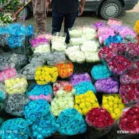 گل رز هلندی به قیمت گلخانه|گل و گیاه طبیعی|ری, بازار گل خاوران|دیوار