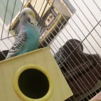 مرغ عشق ماد