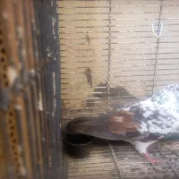 کبوتر