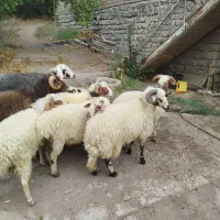بره نر قربانی