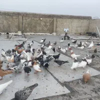 کبوتر|پرنده|تهران, جیحون|دیوار