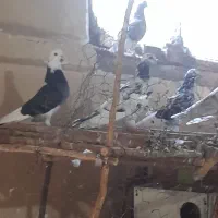 کبوتر پرشی