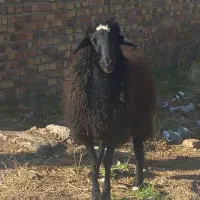 گوسفندجوان چاق|حیوانات مزرعه|کرج, کمال‌شهر|دیوار