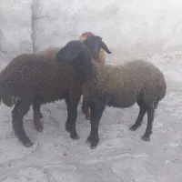 بره ماده