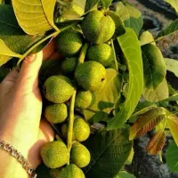 فروش نهال گردو با باردهی از سال اول