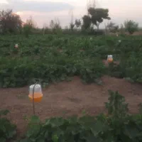 کارگرباغ