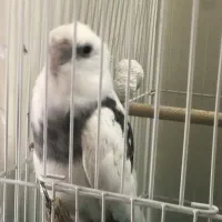 گوش عروس هلندی بسیار زیبا