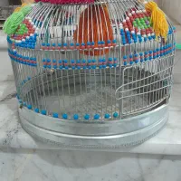 سهره قناری