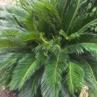 تعداد زیادی سیکاس برای فروش داریم.