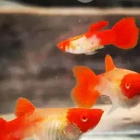 ۱۰نژاد ماهی رنگین کمان رسید