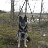 حیوان خوانگی