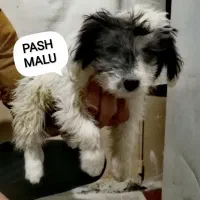 سگ پاکوتاه پاپی نر ۵ ماهه