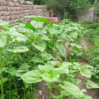 زمین مسکونی ۳۴۰مترروستای احمدآباد