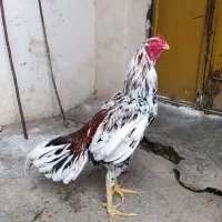 خروس لاری چیل