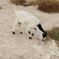 بز ماده|حیوانات مزرعه|اهرم, |دیوار