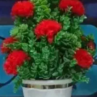 گل وگلدان شمشاد پرکار وپربرگ مدل داودی