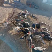 بوقلمون محلی