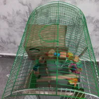 طوطی برزیلی نژاد فیشر به همراه وسایل