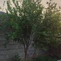 فروش باغ 1260متری نرسیده به چم گلک معاوضه با ماشین|فروش دفتر صنعتی، کشاورزی، تجاری|اندیمشک, |دیوار