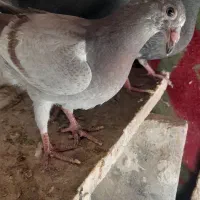 کفتر آلمانی