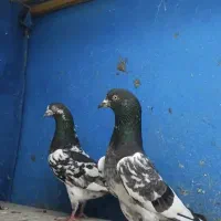 پاکستانی خالص