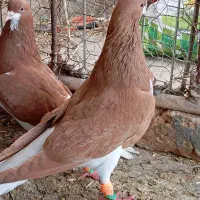 یجفت خشرنگ زرد نره ماده بشرط تخم جوجه فروشی