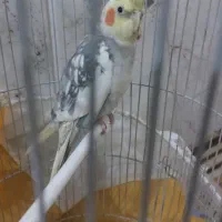 عروس هلندی و مینا|پرنده|گلبهار, شهر جدید گلبهار|دیوار