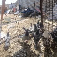 کبوتر همه نا بلد|پرنده|زاهدان, |دیوار