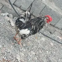 خروس گلین اصل