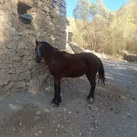 اسب کورو|اسب و تجهیزات اسبسواری|سرشیو, |دیوار