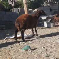 همو