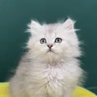 گربه اسکاتیش بیریتیش