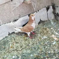 کبوتر