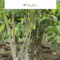 پیش فروش نهال به قیمت پارسال خرید کنید|خدمات باغبانی و درختکاری|میاندوآب, |دیوار