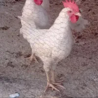 ج سفید ۳ماهه