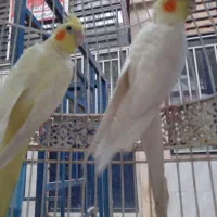 عروس هلندی مولد