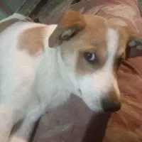 واگذاری چندتا توله سگ