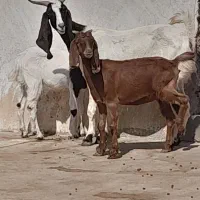 دوتا بز دو کره ای وچند کره نر