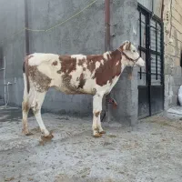 گوساله سیمینتال