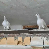 ۲عددنر پاکستانی روشن گردن کلفت|پرنده|تربت‌حیدریه, ۴۵ متری|دیوار