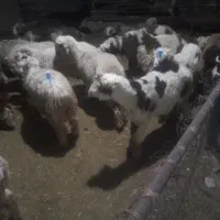 فروش بره جهت پروار