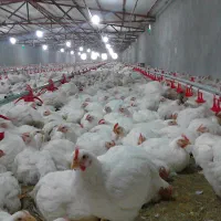 به یک کارگر ماهر جهت کار در مرغداری