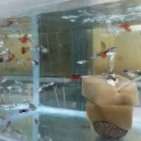 گوپی سنگاپوری شکم پر|ماهی|قزوین, |دیوار