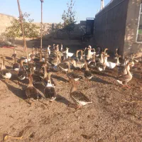 قوگاز بدای بریدنی طبیعی نر هم ماده دونه ای میدیم