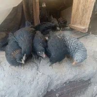 جوجه|حیوانات مزرعه|بم, |دیوار