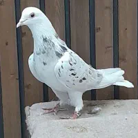 کفتر مایه پرشی ابلغ