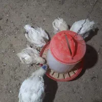 نیمچه مرغ گوشتی